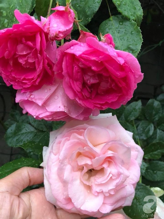 Khu vườn hoa hồng rộng 500m² với hàng trăm gốc hồng đẹp rực rỡ của người phụ nữ gốc Hà Thành - Ảnh 8.