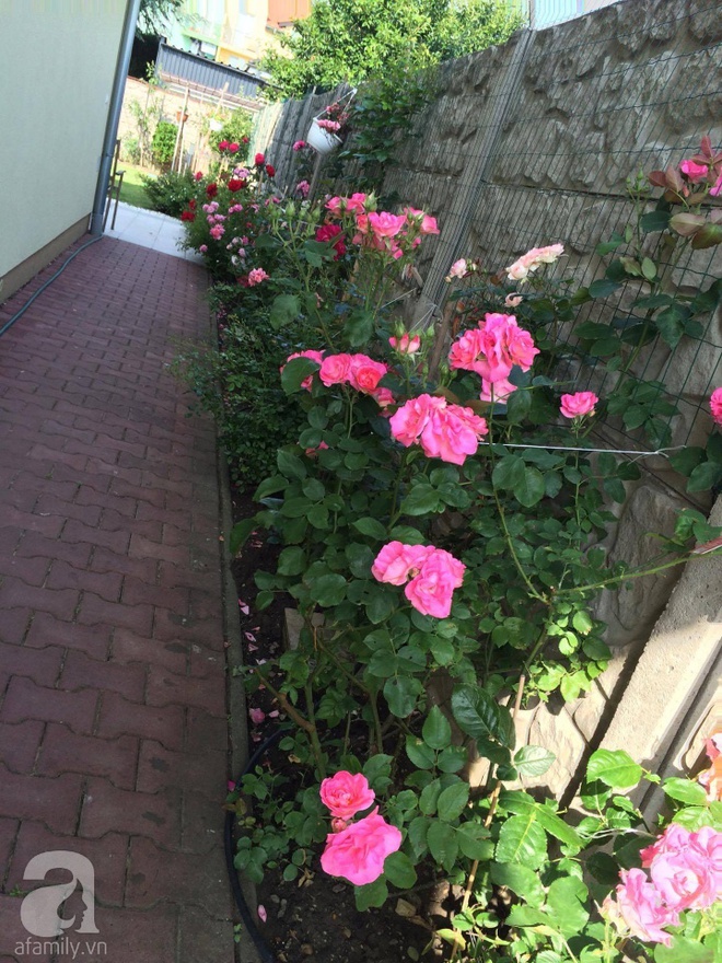 Khu vườn hoa hồng rộng 500m² với hàng trăm gốc hồng đẹp rực rỡ của người phụ nữ gốc Hà Thành - Ảnh 17.