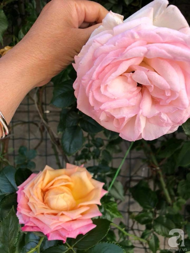 Khu vườn hoa hồng rộng 500m² với hàng trăm gốc hồng đẹp rực rỡ của người phụ nữ gốc Hà Thành - Ảnh 23.