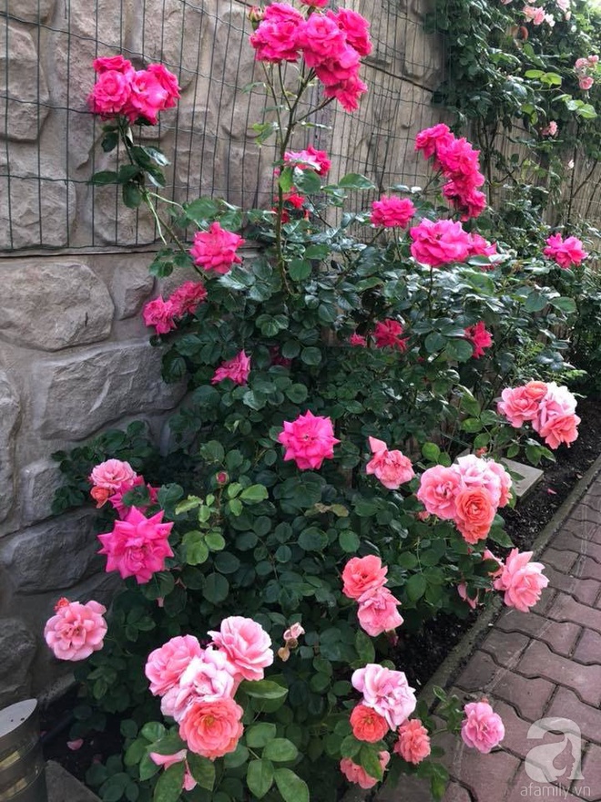 Khu vườn hoa hồng rộng 500m² với hàng trăm gốc hồng đẹp rực rỡ của người phụ nữ gốc Hà Thành - Ảnh 25.