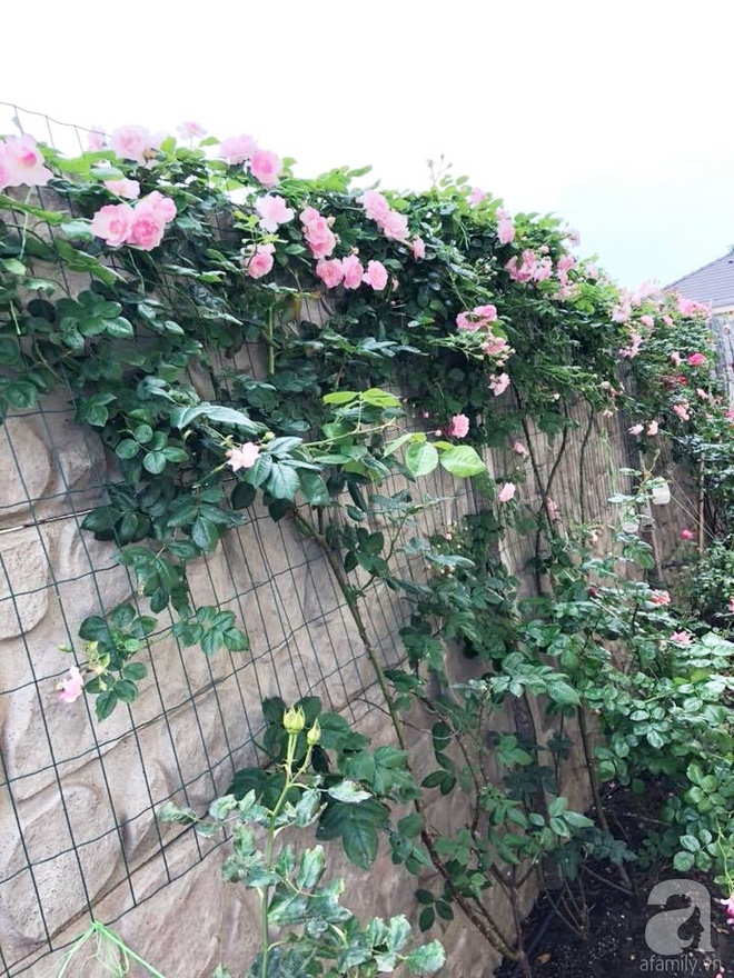 Khu vườn hoa hồng rộng 500m² với hàng trăm gốc hồng đẹp rực rỡ của người phụ nữ gốc Hà Thành - Ảnh 27.