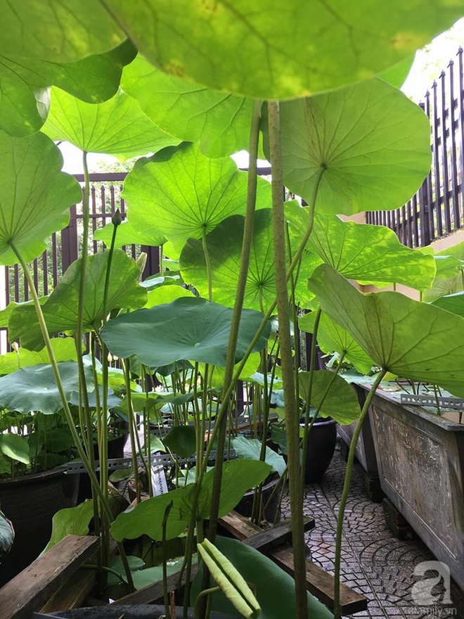 Những đóa sen nở duyên dáng, đẹp bình yên trước sân nhà của người phụ nữ Hà Thành - Ảnh 13. Những đóa sen nở duyên dáng, đẹp bình yên trước sân nhà của người phụ nữ Hà Thành - Ảnh 13.