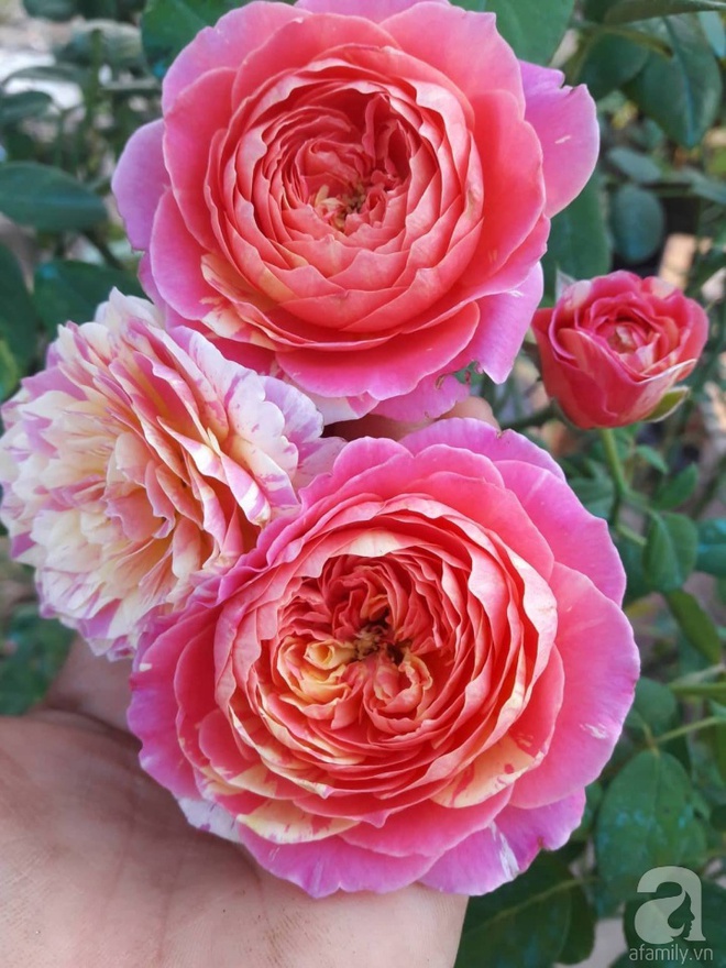 Khu vườn hoa hồng rộng hơn 1000m², rực rỡ sắc màu từ hoa nội đến hoa ngoại của cô giáo mầm non ở Hà Nội - Ảnh 15.