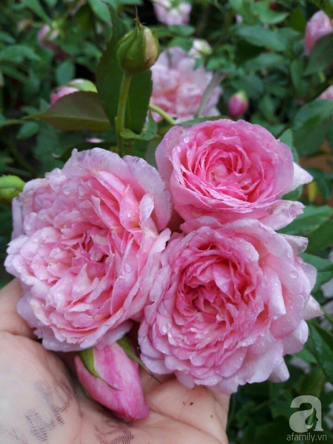 Khu vườn hoa hồng rộng hơn 1000m², rực rỡ sắc màu từ hoa nội đến hoa ngoại của cô giáo mầm non ở Hà Nội - Ảnh 25.