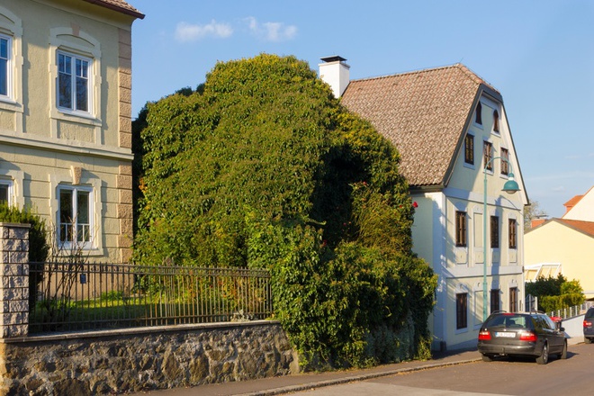 Những ngôi nhà có mặt tiền đẹp hút mắt nhờ trồng cây xanh - Ảnh 3.