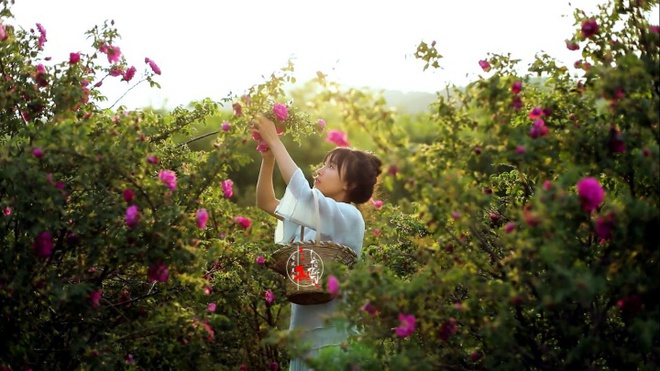 Cuộc sống đẹp như trong mơ với khu vườn không khác gì cổ tích của cô gái trẻ vừa xinh đẹp lại vô cùng đa tài - Ảnh 8.