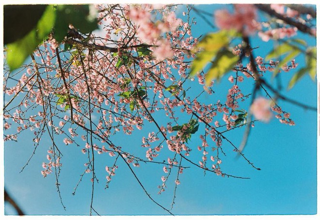Lên Đà Lạt mùa này tuyệt như đi Nhật, có mai anh đào nở rộ rực hồng, trời lại rất xanh trong - Ảnh 1.