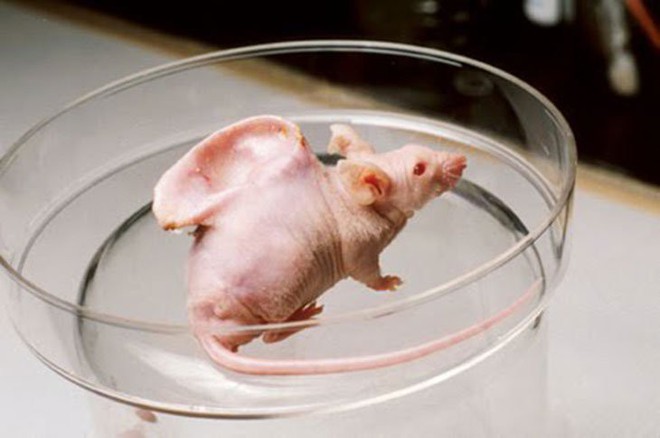 Sự thật về bức ảnh chú chuột có đôi tai người trên cơ thể và thí nghiệm khoa học gây nhiều tranh cãi - Ảnh 1.