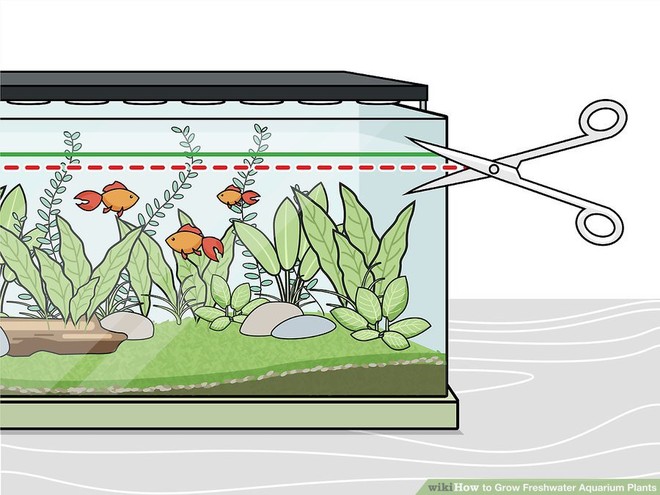 Để cá nuôi được khỏe mạnh, đừng bỏ qua việc chăm sóc cây cối đúng cách trong bể thủy sinh - Ảnh 1.