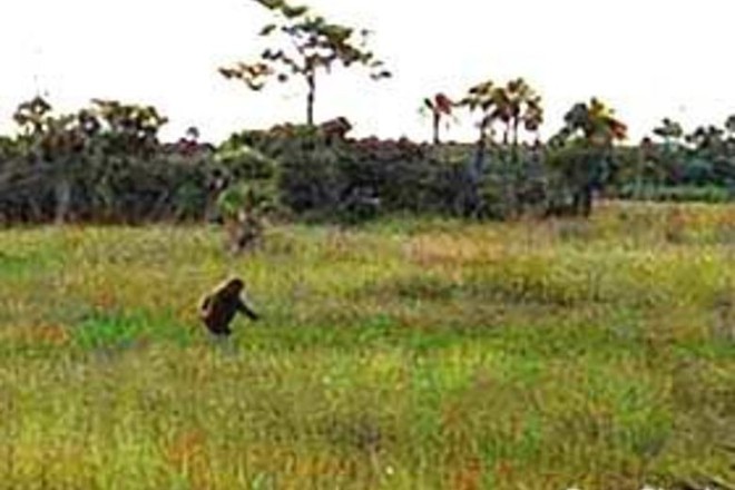 Sinh vật bí ẩn trong lịch sử nước Mỹ: Skunk Ape với cơ thể giống khỉ đột và có mùi hôi như chồn - Ảnh 1.