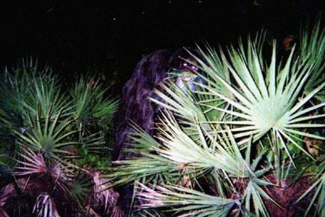 Sinh vật bí ẩn trong lịch sử nước Mỹ: Skunk Ape với cơ thể giống khỉ đột và có mùi hôi như chồn - Ảnh 2.