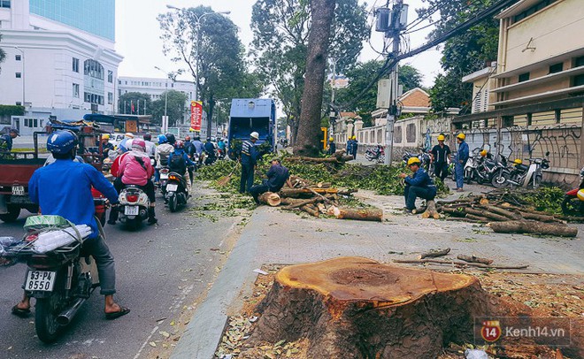 Chùm ảnh: Người Sài Gòn đặt hoa hồng trên gốc những hàng cây xanh bị đốn hạ ở đuờng Tôn Đức Thắng - Ảnh 2.