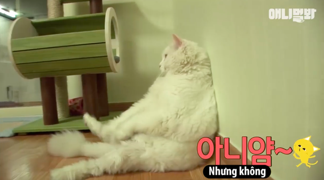 Chú mèo ở Hàn Quốc nổi tiếng vì béo như cục bông và cứ nghe đến giảm cân là chạy trốn - Ảnh 3.