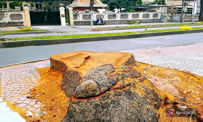 Chùm ảnh: Người Sài Gòn đặt hoa hồng trên gốc những hàng cây xanh bị đốn hạ ở đuờng Tôn Đức Thắng - Ảnh 13.