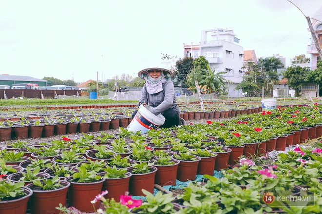 Chùm ảnh: Cánh đồng hoa lớn nhất Sài Gòn bắt đầu chớm nụ chào Tết, chủ vườn phải thuê cả chục người trông - Ảnh 6.