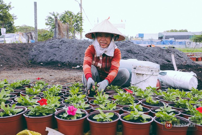 Chùm ảnh: Cánh đồng hoa lớn nhất Sài Gòn bắt đầu chớm nụ chào Tết, chủ vườn phải thuê cả chục người trông - Ảnh 8.