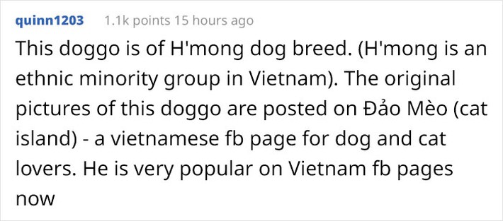 Cộng đồng mạng toàn thế giới ngưỡng mộ và dành lời khen không ngớt đến chú chó đang gây bão tại Việt Nam - gần 50K lượt thích sau 5 ngày lập page - Ảnh 3.