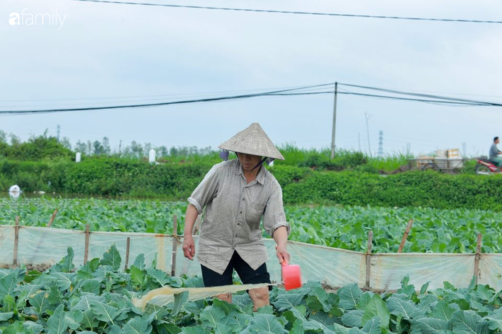 Hà Nội: Trận mưa lúc rạng sáng nhấn chìm nhiều ruộng rau, người dân vừa huy động máy bơm nước vừa tất bật thu hoạch vớt vát tài sản - Ảnh 9.