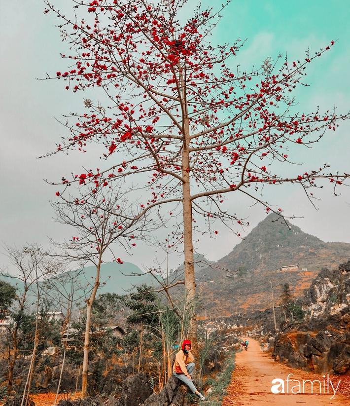 Hà Giang tháng 3 đẹp mê hồn trong mắt cô gái trẻ xứ Thanh, thật khó tin khi 4 loài hoa núi rừng đủ sắc màu cùng nở một lúc - Ảnh 7.