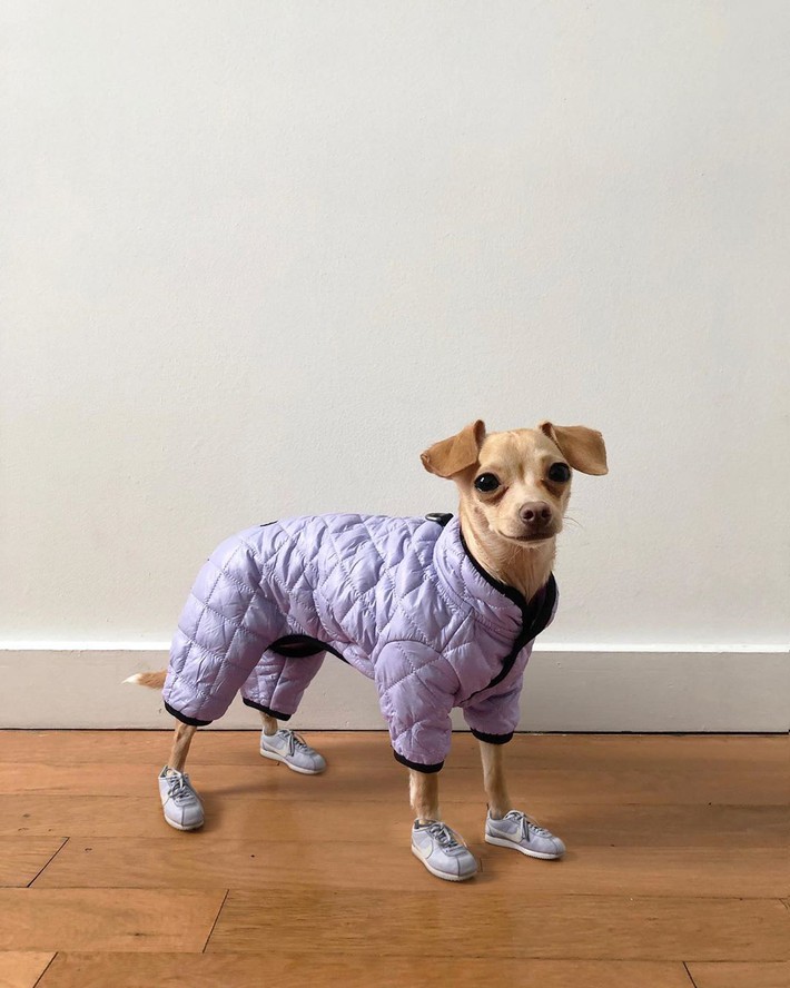 Gặp gỡ chú chó Chihuahua sành điệu nhất thế giới:  Ăn mặc như fashionista thực thụ và có gần 100.000 người hâm mộ trên mạng xã hội - Ảnh 1.