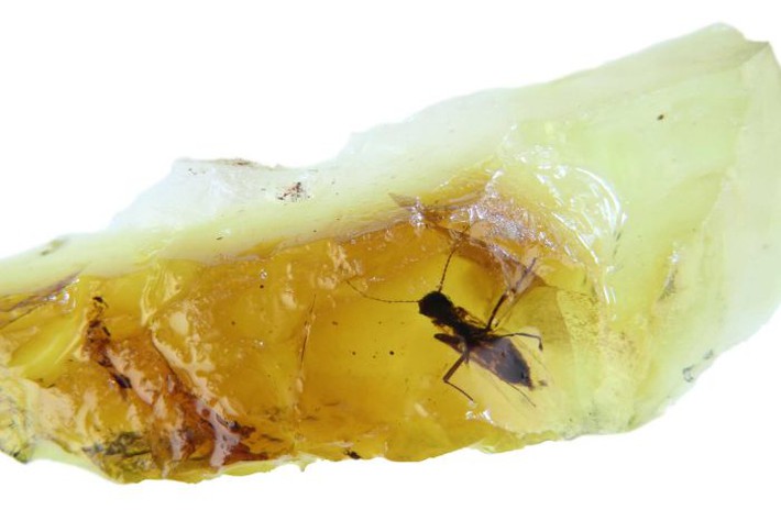 Tìm thấy hổ phách chứa hóa thạch của cặp ruồi 41 triệu năm, các nhà khoa học sửng sốt không tin vào mắt mình khi nhìn kỹ tư thế kỳ lạ của chúng - Ảnh 4.