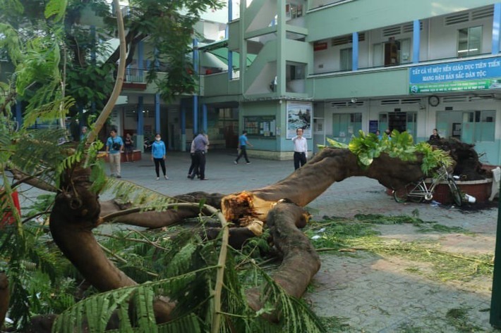 Hiện trường ngổn ngang vụ cây phượng bật gốc đè trúng 13 học sinh, 1 em tử vong tại bệnh viện - Ảnh 4.