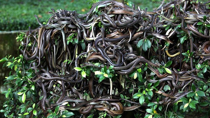 Hòn đảo cấm con người đặt chân đến bởi có hàng nghìn con rắn cực độc cùng những cái chết bí ẩn không lời giải đáp - Ảnh 3.