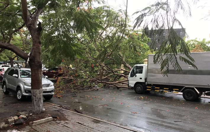 TP.HCM: Cây phượng lại bật gốc đè xe tải sau cơn mưa lớn khiến nhiều người hú vía - Ảnh 1.