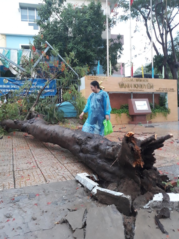 Mưa kèm gió mạnh, cây phượng lớn lại bật gốc đè xuống cổng trường mầm non ở TP.HCM khiến nhiều người hoảng hồn - Ảnh 3.