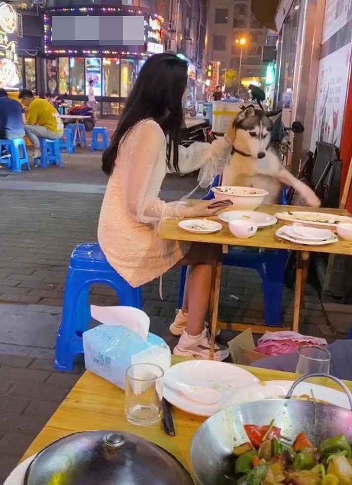 Chú chó Husky đi ăn cùng chủ nhưng chạy sang bàn bên đòi ngồi cùng gái xinh, còn giở trò 