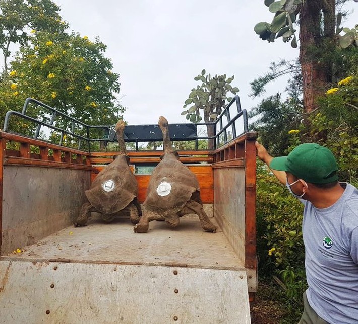 Cụ rùa trăm tuổi đã chính thức về quê an dưỡng sau nửa thế kỷ gây tiếng vang với thành tựu 