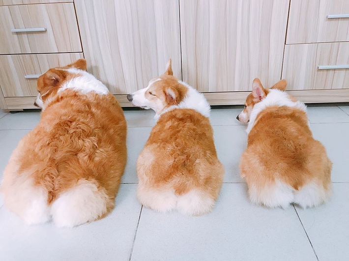 Chú chó Corgi nổi tiếng nhất mạng xã hội Việt - Ảnh 1.