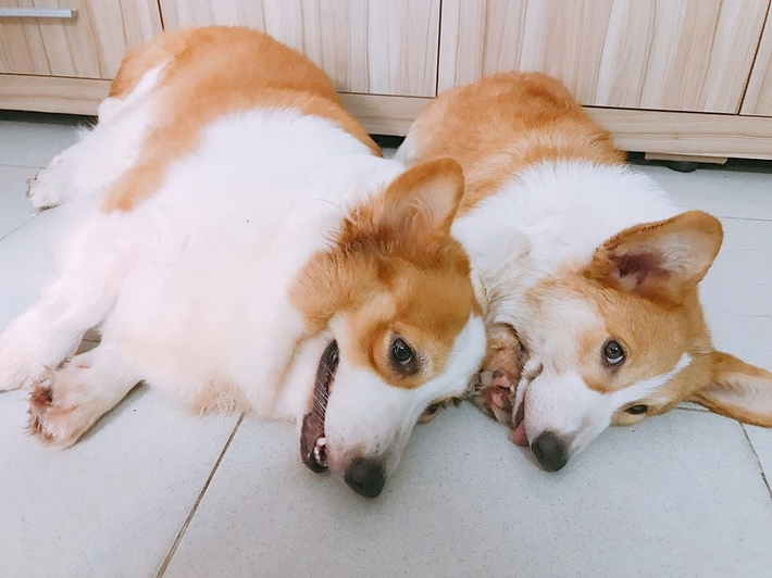 Chú chó Corgi nổi tiếng nhất mạng xã hội Việt vì tài ngủ 23 tiếng/ ngày, chỗ nào cũng bất chấp lăn ra ngáy - Ảnh 11.