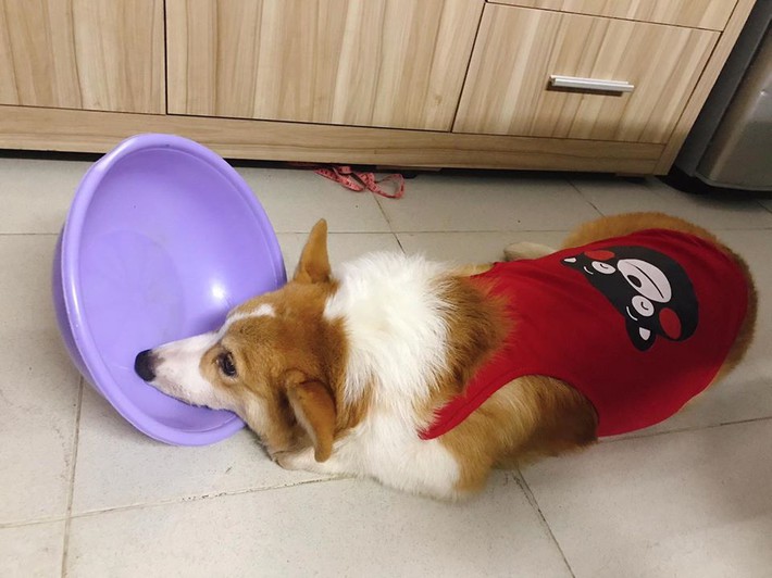 Chú chó Corgi nổi tiếng nhất mạng xã hội Việt vì tài ngủ 23 tiếng/ ngày, chỗ nào cũng bất chấp lăn ra ngáy - Ảnh 6.