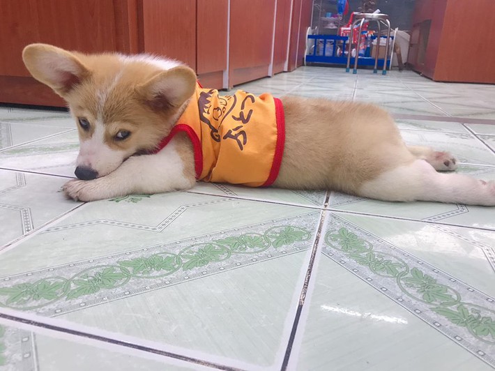 Chú chó Corgi nổi tiếng nhất mạng xã hội Việt vì tài ngủ 23 tiếng/ ngày, chỗ nào cũng bất chấp lăn ra ngáy - Ảnh 8.