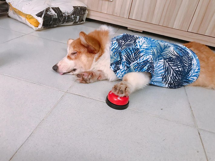 Chú chó Corgi nổi tiếng nhất mạng xã hội Việt vì tài ngủ 23 tiếng/ ngày, chỗ nào cũng bất chấp lăn ra ngáy - Ảnh 16.