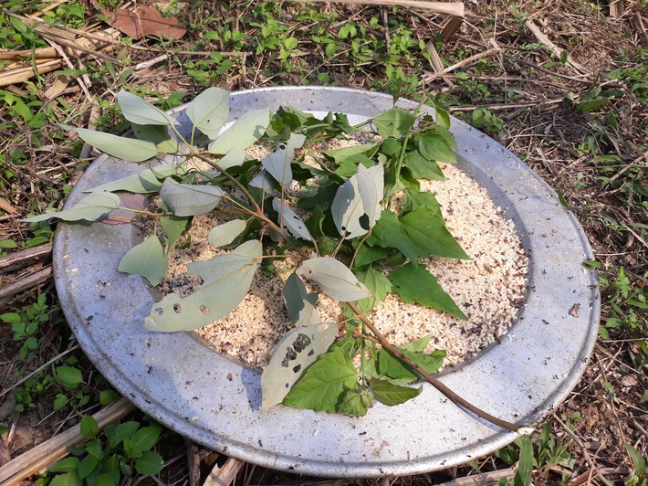 Chàng trai khoe đống 