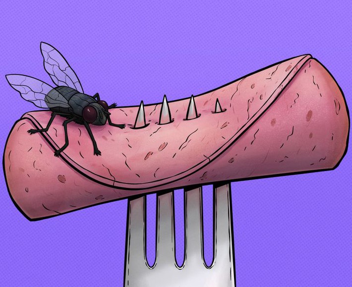 Nếu thấy ruồi đậu trên thức ăn, bạn sẽ ăn tiếp hay ném đi: Hãy xem điều gì thực sự xảy ra khi một con ruồi đậu trên thức ăn của bạn - Ảnh 2.