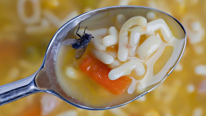 Nếu thấy ruồi đậu trên thức ăn, bạn sẽ ăn tiếp hay ném đi: Hãy xem điều gì thực sự xảy ra khi một con ruồi đậu trên thức ăn của bạn - Ảnh 1.