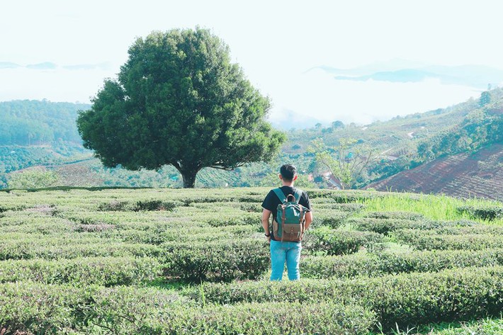 Dân tình đổ xô đi check-in cây thông 