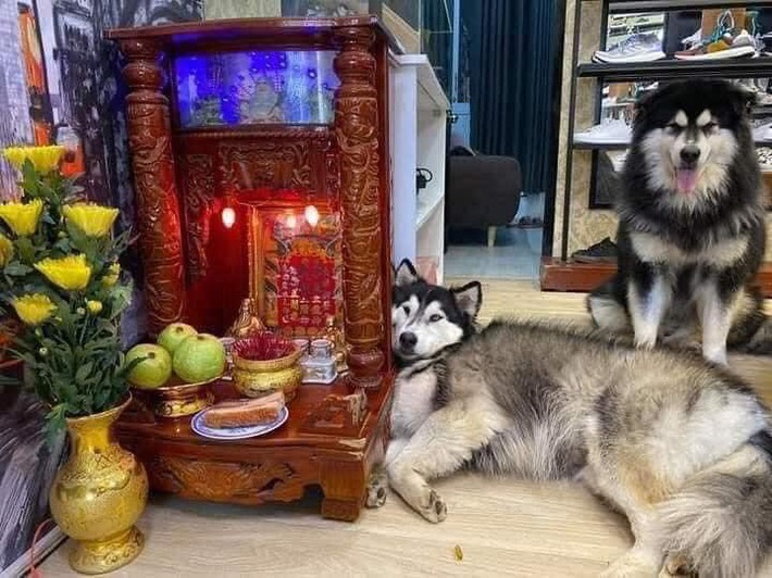 Chú chó Husky nằm “chầu chực” mãi ban thờ thần tài chỉ vì một miếng thịt, dân tình gật gù đúng là... khổ vì ăn - Ảnh 3.