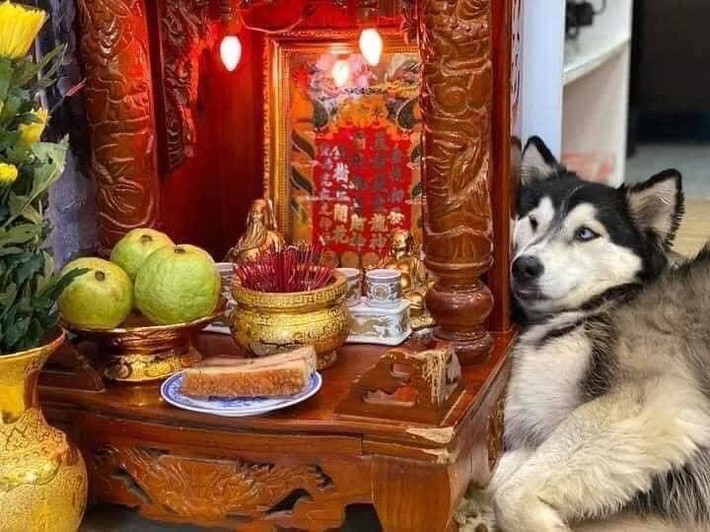 Chú chó Husky nằm “chầu chực” mãi ban thờ thần tài chỉ vì một miếng thịt, dân tình gật gù đúng là... khổ vì ăn - Ảnh 1.