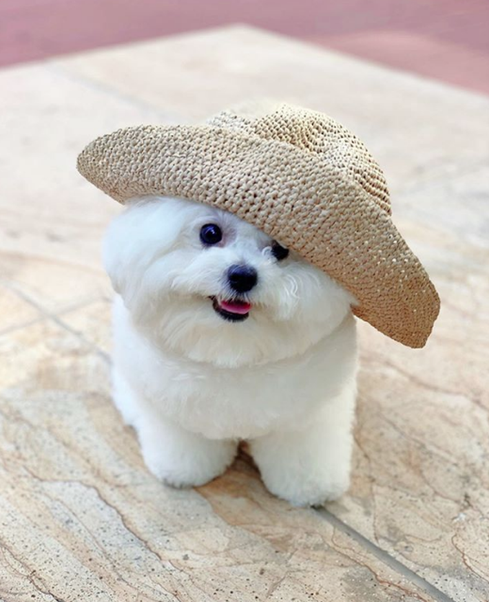 Chú chó Bichon mập ú sở hữu gần 2 triệu fan hâm mộ ở Hàn, 