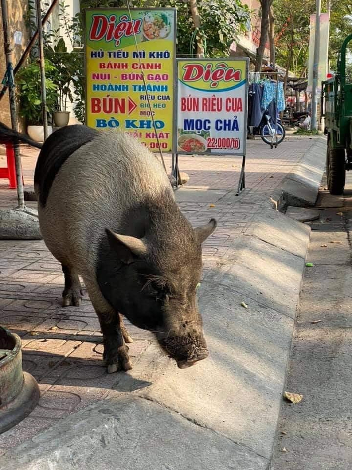 Chú heo mọi như bước ra từ tranh Đông Hồ bỗng xuất hiện trên đường phố Biên Hòa, chuyên xin ăn theo kiểu 