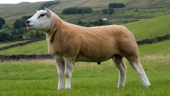 Chú cừu 6 tháng tuổi mặt nghệch như cún con, phổng phao như bò tót mà có giá trị đắt hơn cả xe Ferrari và đồng hồ Rolex cộng lại - Ảnh 1.