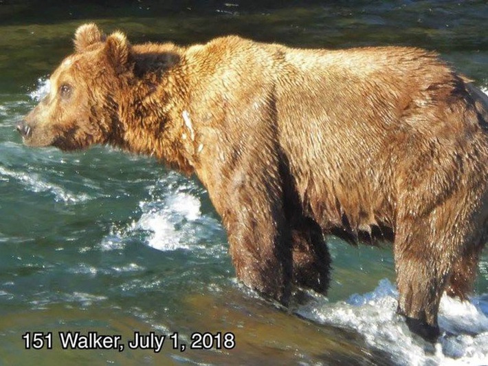 Cứ tầm tháng 10 hằng năm, toàn bộ gấu ở Alaska sẽ béo núc như lợn - Ảnh 3.