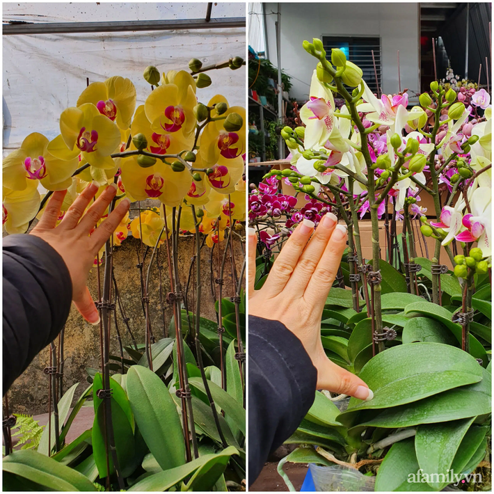 Giá hoa lan hồ điệp: 250 ngàn một cây nhưng dân sành điệu vẫn &quot;chơi&quot; những chậu gần cả trăm cây - Ảnh 8.