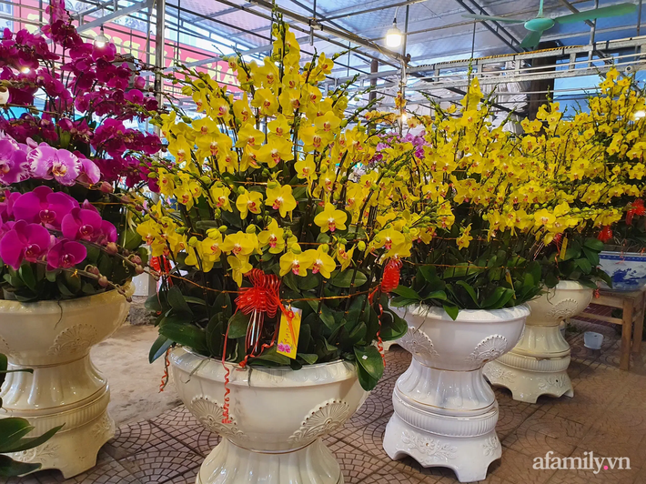 Giá hoa lan hồ điệp: 250 ngàn một cây nhưng dân sành điệu vẫn &quot;chơi&quot; những chậu gần cả trăm cây - Ảnh 1.