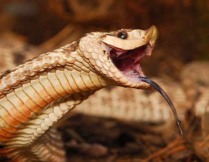Diễn viên xuất sắc nhất thế giới động vật: Loài rắn 