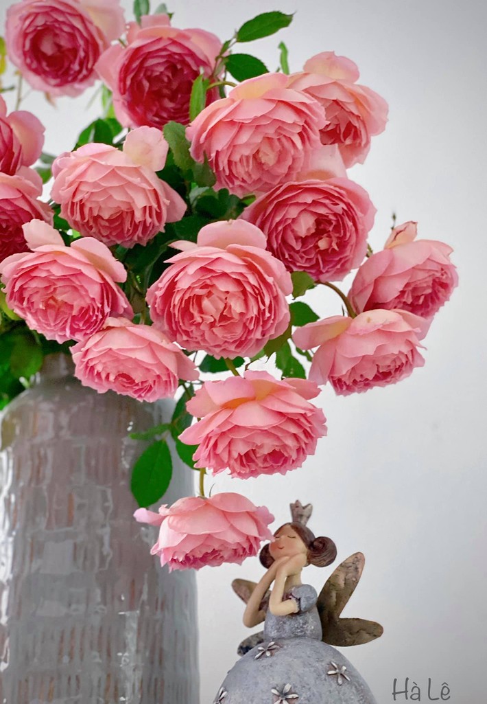 Vợ đảm Hà Nội chia sẻ 7 cách cắm hoa hồng ngoại Jubilee vạn người mê, tiết lộ 